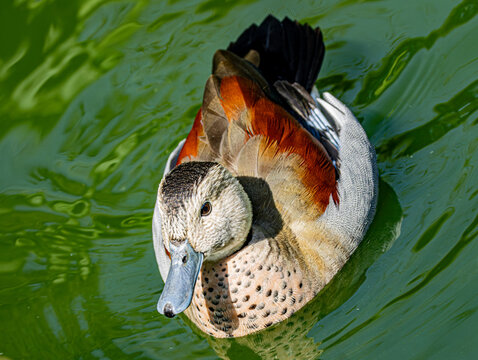 Portrait rapproch&eacute; d'un canard sarcelle au plumage orange et blanc tachet&eacute;