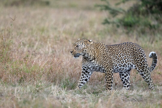 An African leopard walking through open grassland. Masai Mara National Reserve Kenya.