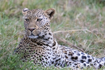 African leopard resting in grass with its head raised. Masai Mara National Reserve Kenya. © TheStorygrapher