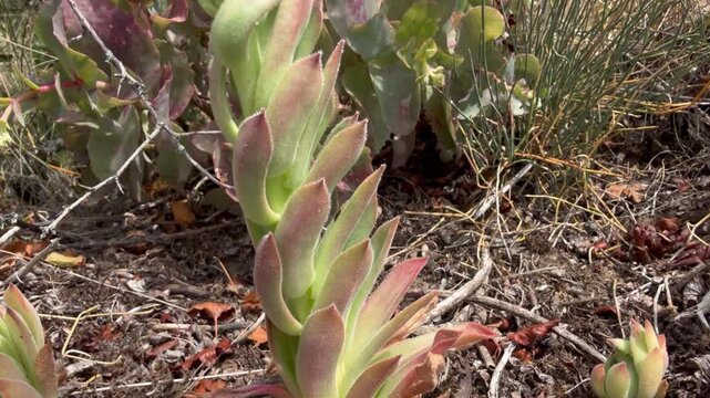 Houseleek succulents (Sempervivum) with rosettes, offsets and unopened flower buds on dry stony ground in bright summer sunlight. Macro plant detail