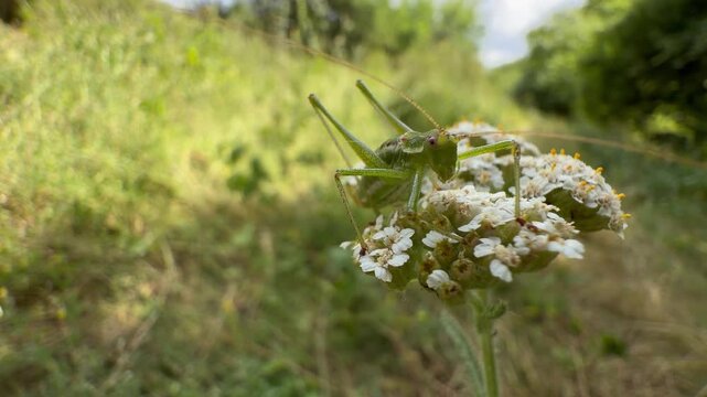Green bush cricket resting on a white yarrow flowerhead in a summer meadow, long antennae extended, with small ants nearby and soft green bokeh behind