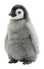 Adorable baby penguin chick with soft fluffy gray plumage stands upright isolated transparent background image © PNGLovers