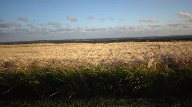 Hirtshals, Denmark A view over wheat fields in summer on a windy evening.  