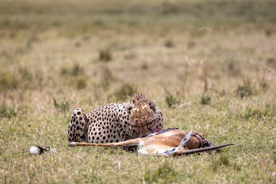Cheetah lying down feeding on a fresh gazelle kill. Masai Mara National Reserve Kenya.