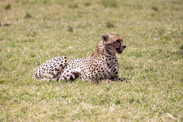 Cheetah resting in green grass on the plains. Masai Mara National Reserve Kenya. © TheStorygrapher