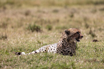 Cheetah lying with head raised while resting on plains Kenya. Masai Mara National Reserve Kenya. © theStorygrapher