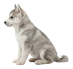 Cute gray and white Siberian husky puppy sits alertly, showcasing soft fur isolated transparent background image © PNG World