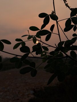 Amazing sunrise framed on tree