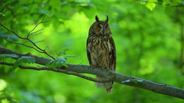 Waldohreule (Asio otus), sitzt im Buchenwald auf einem Ast