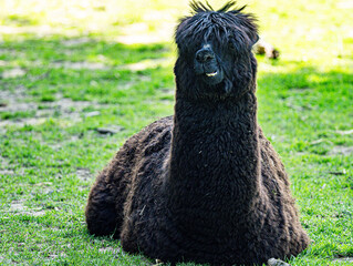 Alpaca Portrait in Natural Outdoor Environment © Ludovic