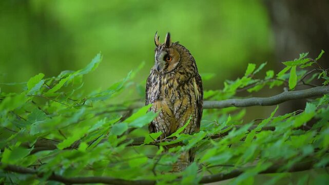 Waldohreule (Asio otus), sitzt im Buchenwald auf einem Ast