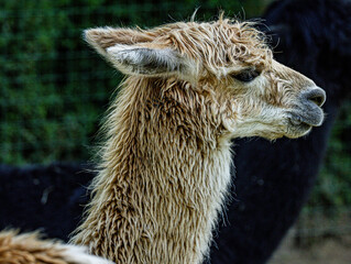 Fototapeta premium Alpaca Portrait in Natural Outdoor Environment