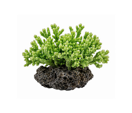 Vibrant green branching coral colony on dark rock base isolated on white background