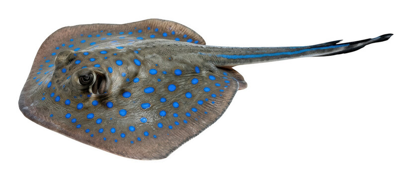 Detailed blue-spotted ribbontail ray, featuring vibrant patterns and elegant form isolated transparent background image