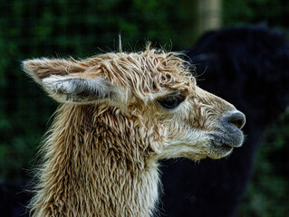 Fototapeta premium Alpaca Portrait in Natural Outdoor Environment
