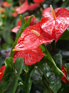 Anthurium andraeanum
Common name: Flamingo flower, Anthurium, Red anthurium
Family: Araceae
Red Anthurium andraeanum flamingo flowers