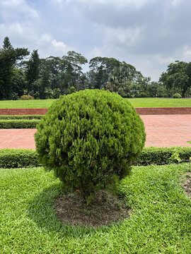 A perfectly rounded green bush stands in the center of a manicured lawn with a red brick path and distant trees under a bright cloudy sky