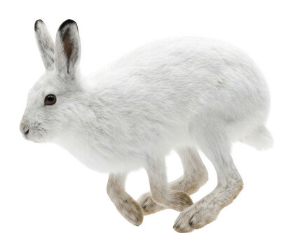 Elegant white arctic hare caught mid-leap with detailed soft fur and dark-tipped isolated transparent background image