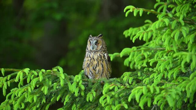 Waldohreule (Asio otus), sitzt im Fichtenwald auf einem Ast