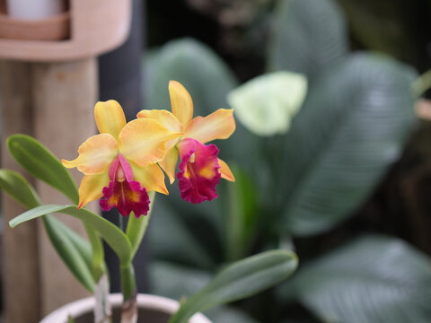 Cattleya Orchids