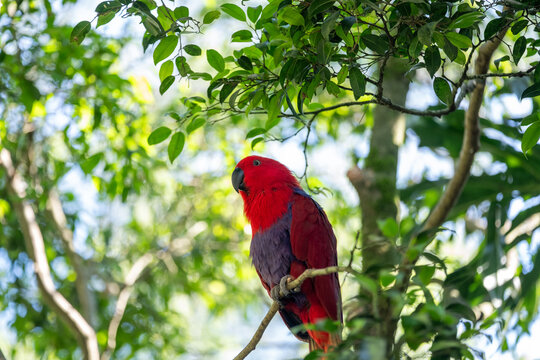 Brilliant red eclectus parrot perched on a slender tree branch in a lush tropical forest, photographed at eye level with natural light, highlighting vivid plumage against a soft green backdrop.