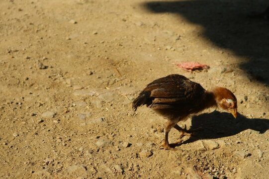 A chick walks along, scratching at the ground in search of something to eat.