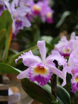 Elegant white and purple Cattleya orchid flowers blooming among green leaves in a botanical garden, with a softly blurred background and natural bokeh.