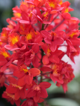 Flor Orquidea