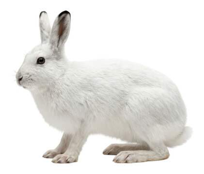 Highly detailed white arctic hare with soft fur and dark eyes, sitting alertly isolated transparent background image