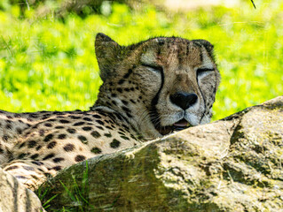 Close-Up Portrait of a Cheetah Looking Forward © Ludovic