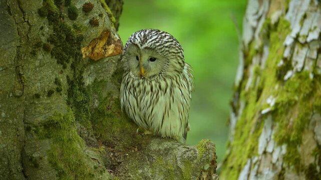 Habichtskauz (Strix uralensis), sitzt im Wald und beobachtet aufmerksam seine Umgebung