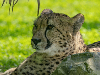 Close-Up Portrait of a Cheetah Looking Forward © Ludovic