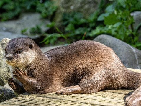 loutre cendr&eacute;e