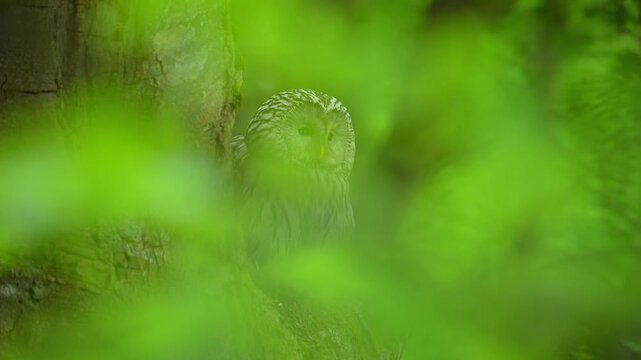 Habichtskauz (Strix uralensis), sitzt im Wald und beobachtet aufmerksam seine Umgebung