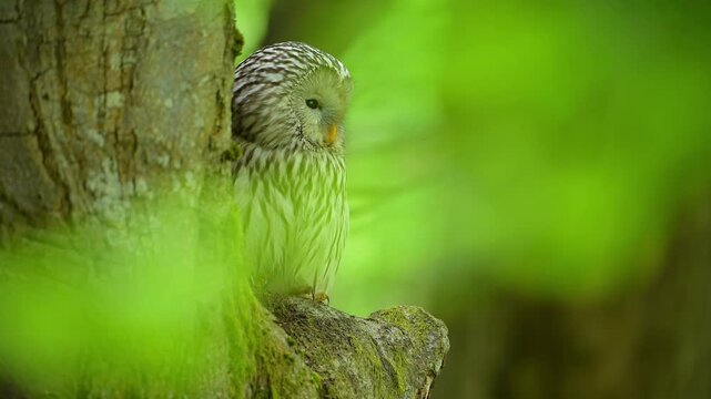 Habichtskauz (Strix uralensis), sitzt im Wald und beobachtet aufmerksam seine Umgebung