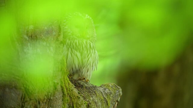 Habichtskauz (Strix uralensis), sitzt im Wald und beobachtet aufmerksam seine Umgebung