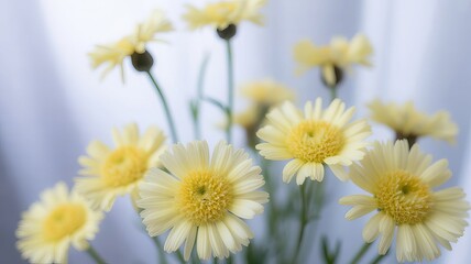 Fototapeta premium A close-up shot of a bouquet of pale yellow daisies with bright yellow centers, captured against a soft, blurred light blue fabric background
