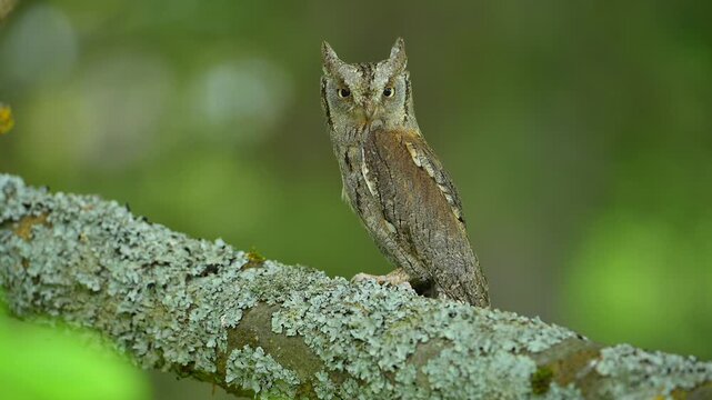 Zwergohreule (Otus scops), beobachtet sitzend und aufmerksam ihre Umgebung