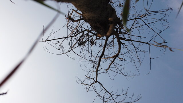 Low angle view of bare tree branches against clear sky