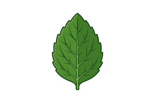 Green Mint Leaf Vector Illustration