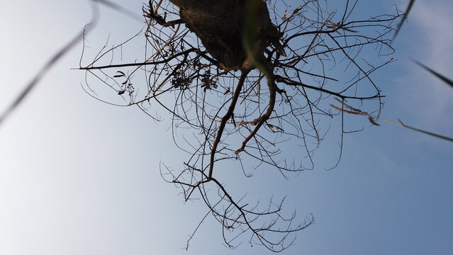 Low angle view of bare tree branches against clear sky