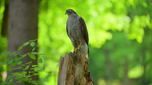 Habicht (Accipiter gentilis), sitzt auf einem Baumstumpf und beobachtet aufmerksam seine Umgebung