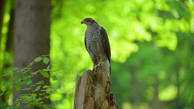 Habicht (Accipiter gentilis), sitzt auf einem Baumstumpf und beobachtet aufmerksam seine Umgebung