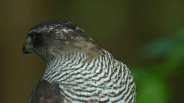 Habicht (Accipiter gentilis), portrait