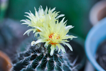 Thelocactus setispinus or Ferocactus hamatacanthus , Miniature Barrel Cactus flower or yellow flower or cactus flower © jobrestful