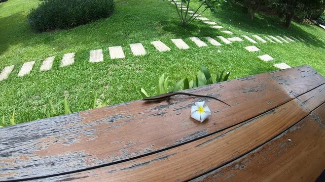 Common Sun Skink Crawling on Wooden Railing in Tropical Garden
