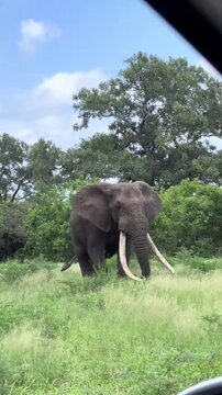 "Majestic large elephant with massive tusks standing in a lush green field"