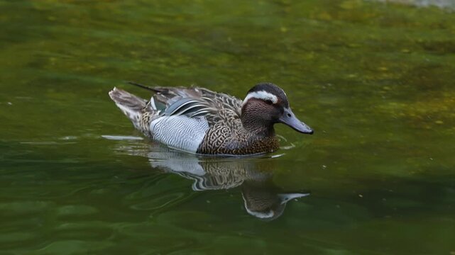 Kn&auml;kente (Spatula querquedula), schwimmt auf dem Wasser