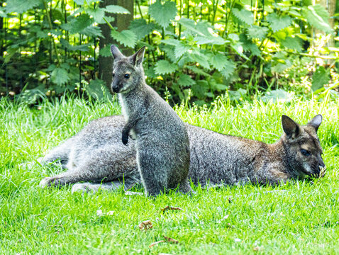 Wallaby de Bennett
