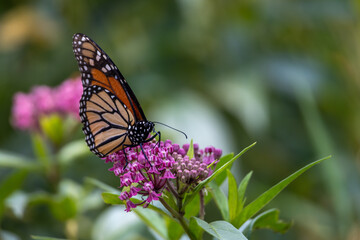 Naklejka premium Close up texture background of a colorful monarch butterfly (danaus plexippus) feeding on a swamp milkweed (asclepias incarnata) plant, in a sunny garden